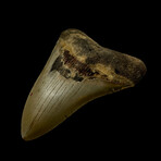 4.45" Serrated Megalodon Tooth