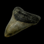 4.77" High Quality Megalodon Tooth