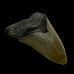 4.53" High Quality Megalodon Tooth