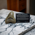 4.78" Colorful Megalodon Tooth