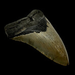 5.02" Serrated Megalodon Tooth