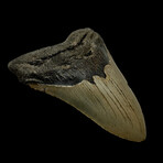 4.60" Megalodon Tooth