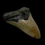 4.46" Megalodon Tooth