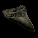 4.63" Serrated Megalodon Tooth