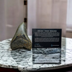 4.90" High Quality Megalodon Tooth