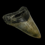 4.77" High Quality Megalodon Tooth