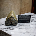 5.92" Massive High Quality Megalodon Tooth