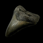 4.63" Serrated Megalodon Tooth