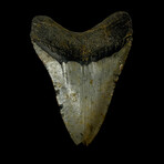 4.42" Colorful Megalodon Tooth