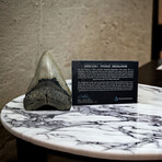 4.53" Megalodon Tooth