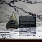 4.77" High Quality Megalodon Tooth