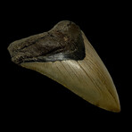 5.17" Serrated Megalodon Tooth