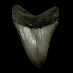 4.94" Serrated Megalodon Tooth