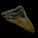 4.55" Serrated Megalodon Tooth