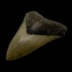 5.17" Serrated Megalodon Tooth