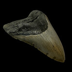 4.94" Serrated Megalodon Tooth