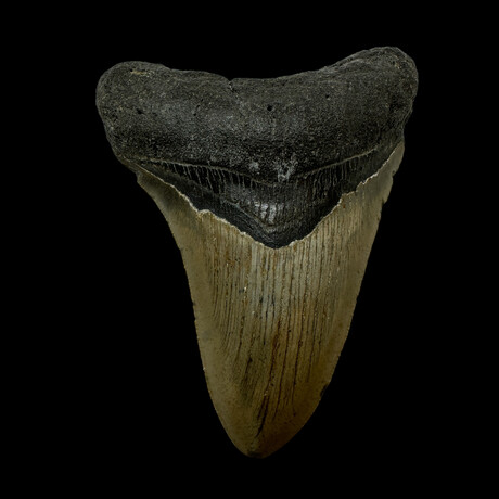 4.49" Serrated Megalodon Tooth