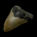 4.46" Megalodon Tooth