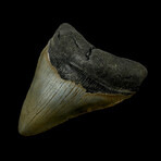 4.19" High Quality Megalodon Tooth