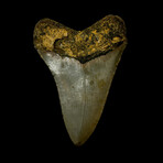 4.45" Serrated Megalodon Tooth
