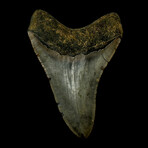 4.90" High Quality Megalodon Tooth