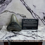 5.45" High Quality Megalodon Tooth