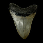 4.60" Megalodon Tooth