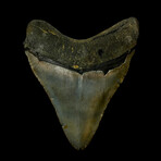 4.19" High Quality Megalodon Tooth