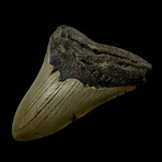 4.60" Megalodon Tooth