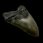 6.26" Giant Serrated Megalodon Tooth