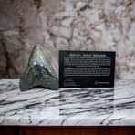 4.42" Colorful Megalodon Tooth