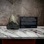 4.46" Megalodon Tooth
