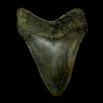 4.77" High Quality Megalodon Tooth