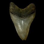 4.87" Serrated Megalodon Tooth