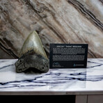 5.57" Megalodon Tooth