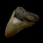 4.53" Megalodon Tooth