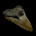 4.53" Megalodon Tooth