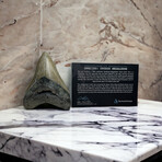 4.55" Serrated Megalodon Tooth