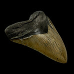 5.48" Serrated Megalodon Tooth