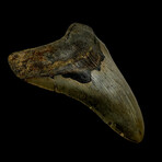4.90" High Quality Megalodon Tooth