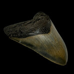 4.98" Serrated Megalodon Tooth