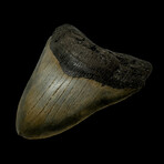 4.98" Serrated Megalodon Tooth