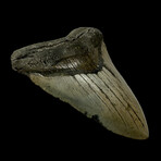 5.51" High Quality Megalodon Tooth