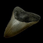 4.94" Serrated Megalodon Tooth