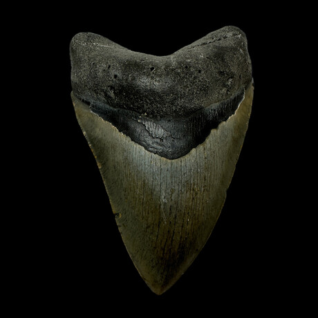 4.97" Serrated Megalodon Tooth