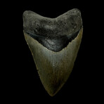 4.97" Serrated Megalodon Tooth