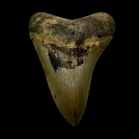 4.45" Serrated Megalodon Tooth