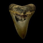 4.45" Serrated Megalodon Tooth