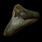 4.90" High Quality Megalodon Tooth