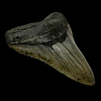 5.45" High Quality Megalodon Tooth